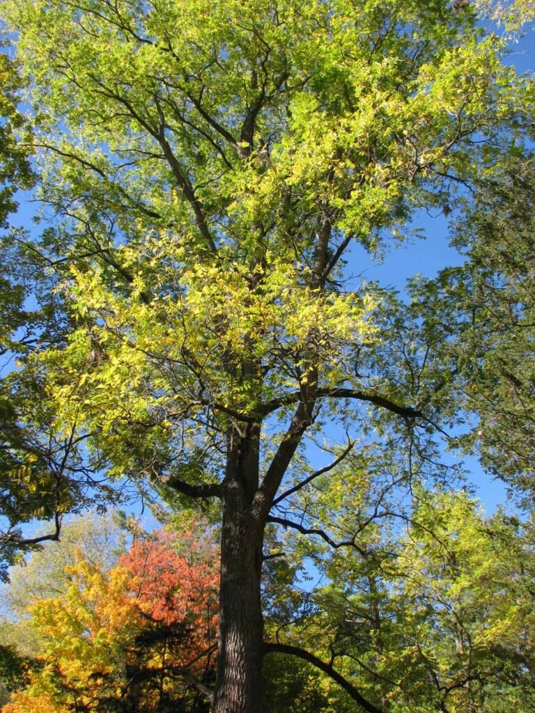 Looking up into the crown of a mature walnut tree