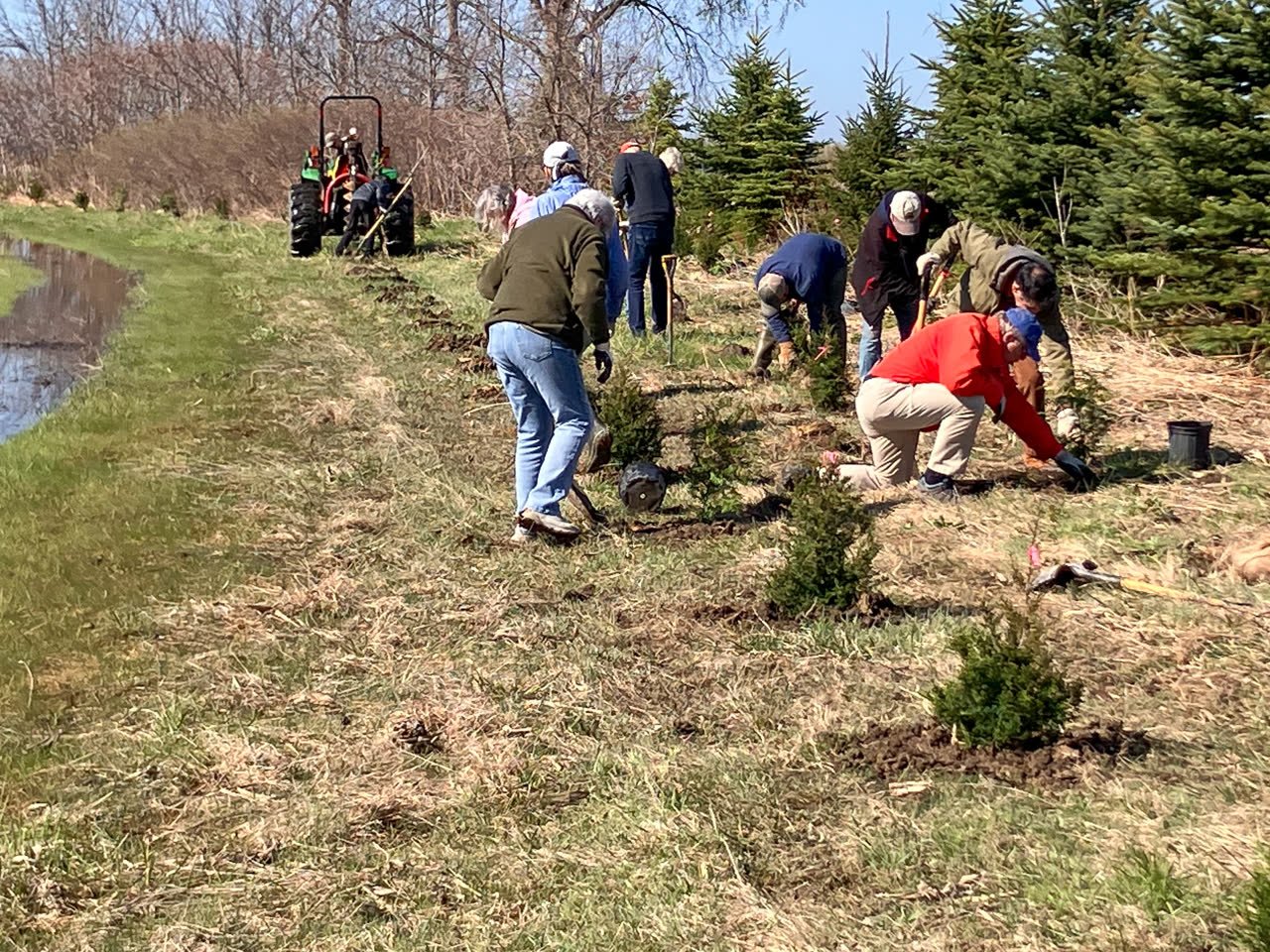 Volunteers planting a row of young conifers in a field, with a tractor behind them