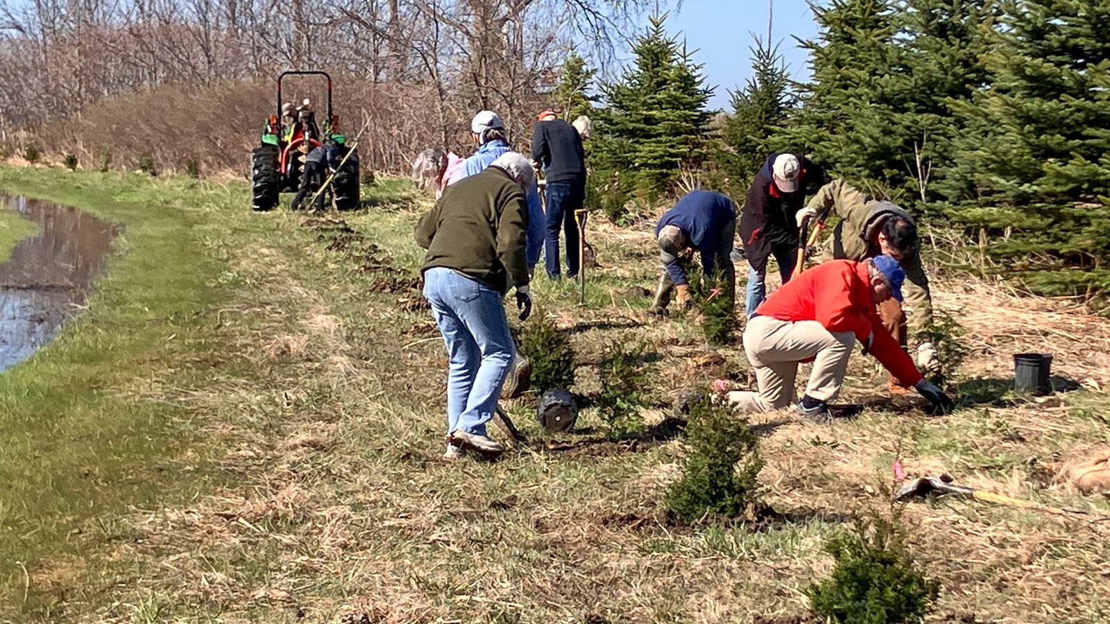 Volunteers planting a row of young conifers in a field, with a tractor behind them