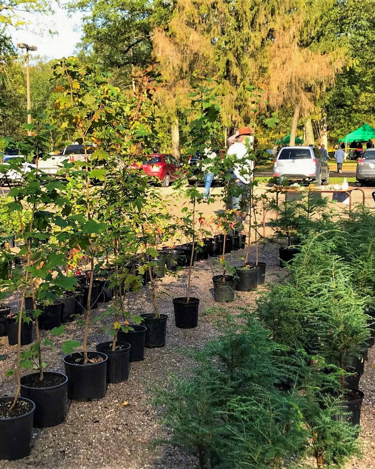Rows of potted native maples and cedars laid out on the gravel at a LEN sale