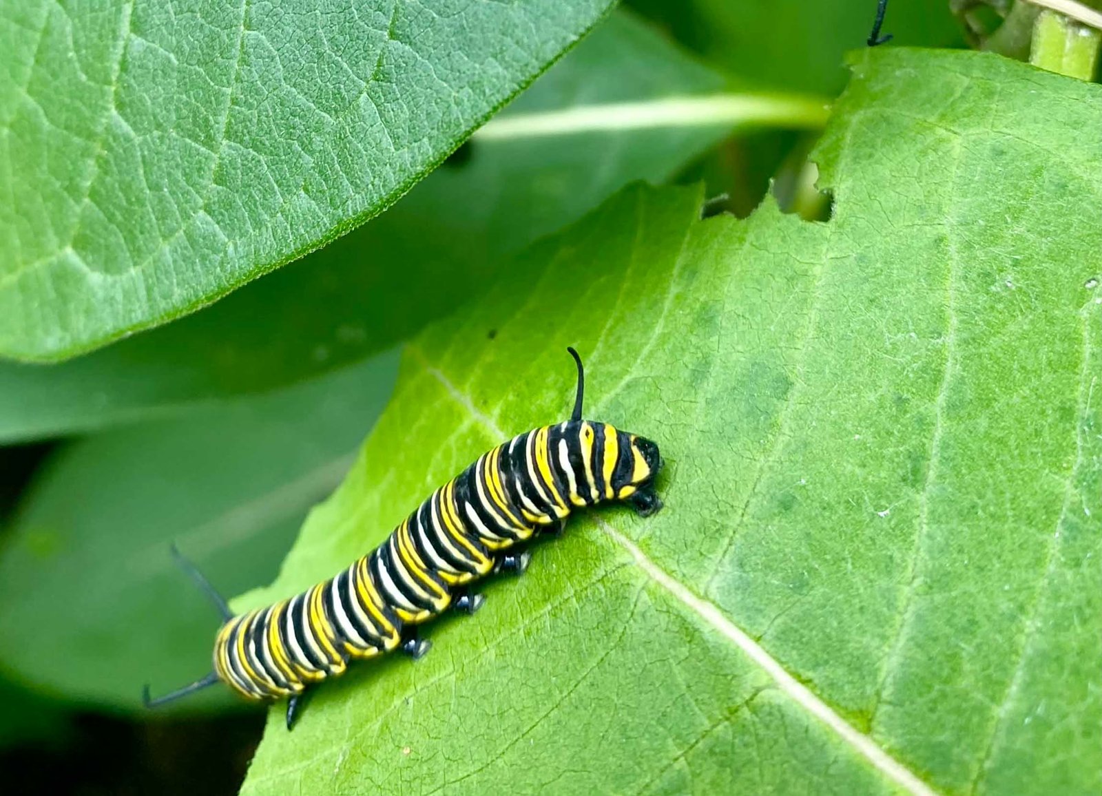 A monarch caterpillar feeding on a milkweed leaf