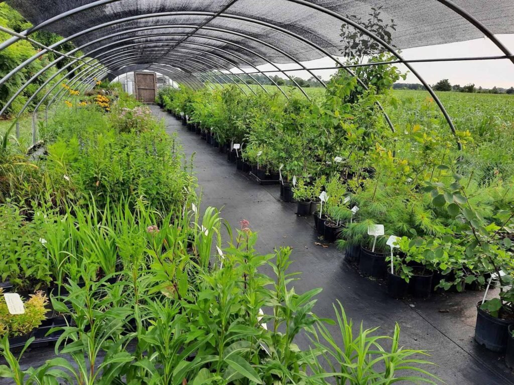 Rows of native plants under a shade tunnel at Golden Alexanders Native Plant Nursery