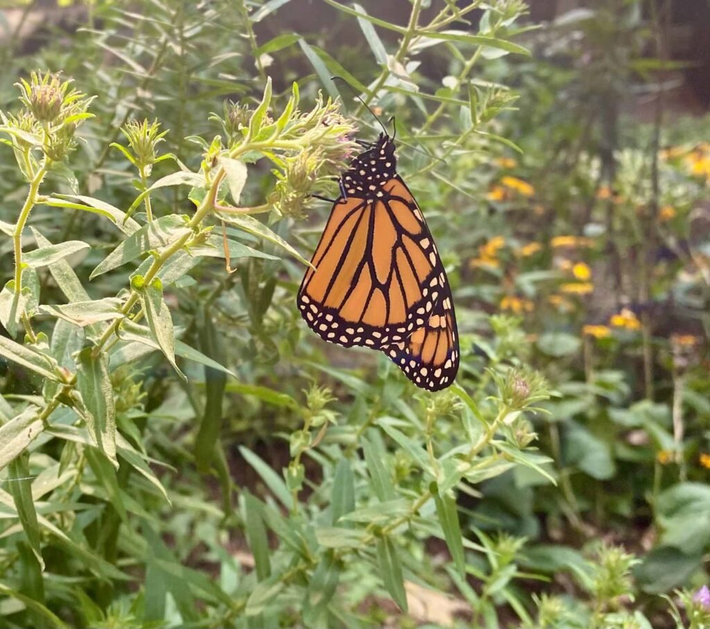 A monarch butterfly resting on native flowers