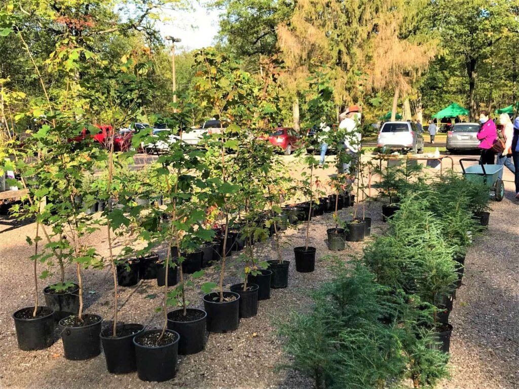 Rows of potted native trees and cedars laid out for sale